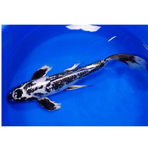 Next day koi - 6.5” Imported Goshiki. $160.00 $96.00. Black Blue Brown Copper Gray Green Orange Red Silver White Yellow. 6. Goshiki are koi with a solid white base with black and blue edging, and red patterns overlaying the white, black and blue colors of the base. Ideally, the black and blue edging of the white scales should combine to create a reticulated ...